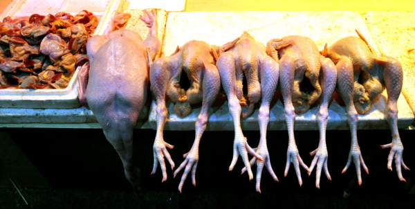 食安中心宣布暫停進口日本兵庫縣的禽肉及禽類產品