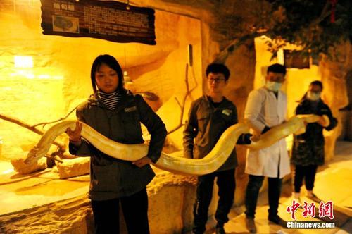 海警偵破一起特大盜撈海底文物案 查獲追繳文物近700件