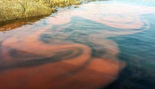 政府跨部門紅潮工作小組：過去一周在本港水域發現1宗紅潮