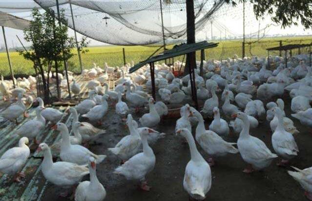 食安中心宣布暫停波蘭、德國及英國部分地區的禽肉及禽類產品