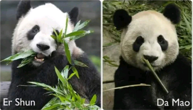 旅加七年 大熊貓「大毛」和「二順」啟程回國