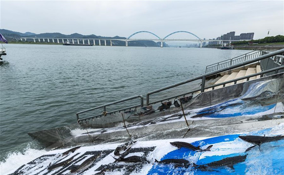 150尾二代中華鱘放流長江