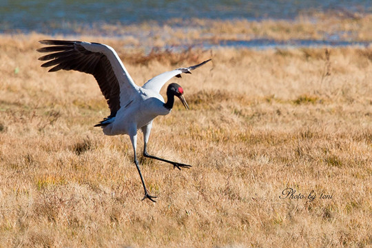 雲南大山包自然保護區越冬黑頸鶴數量創新高