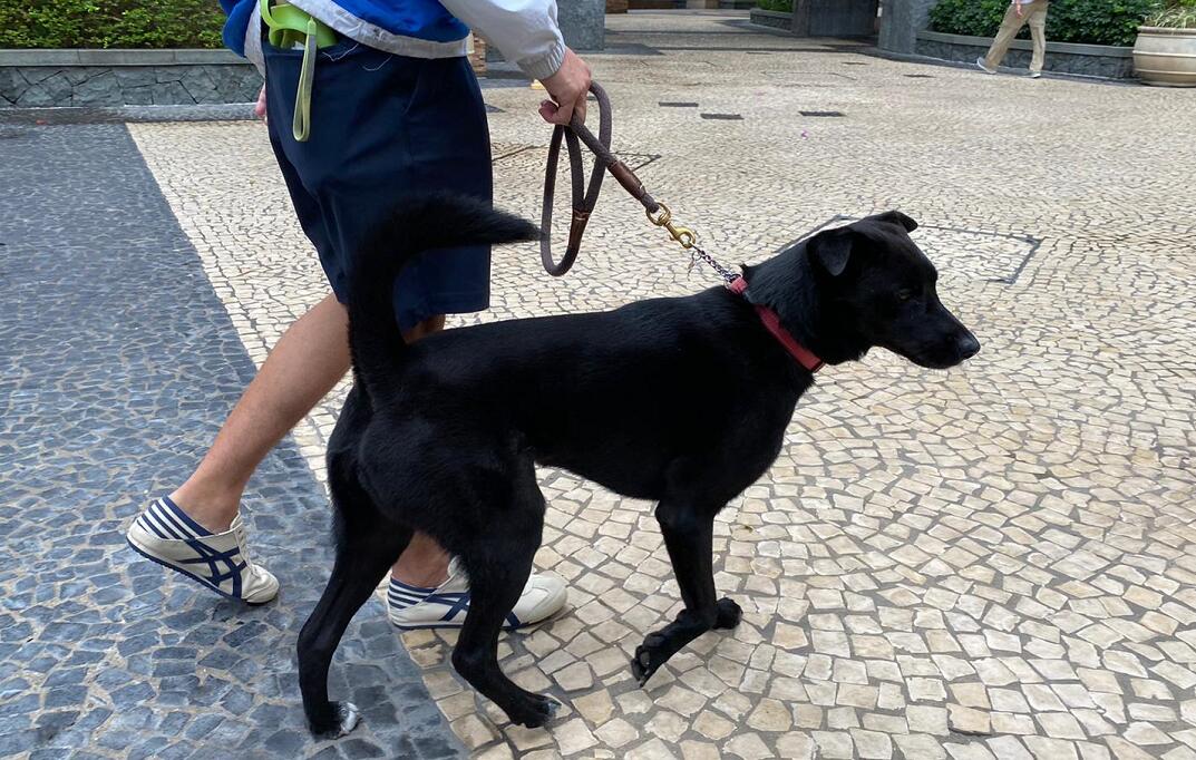 申訴專員關注漁護署有關狗主責任規管工作成效