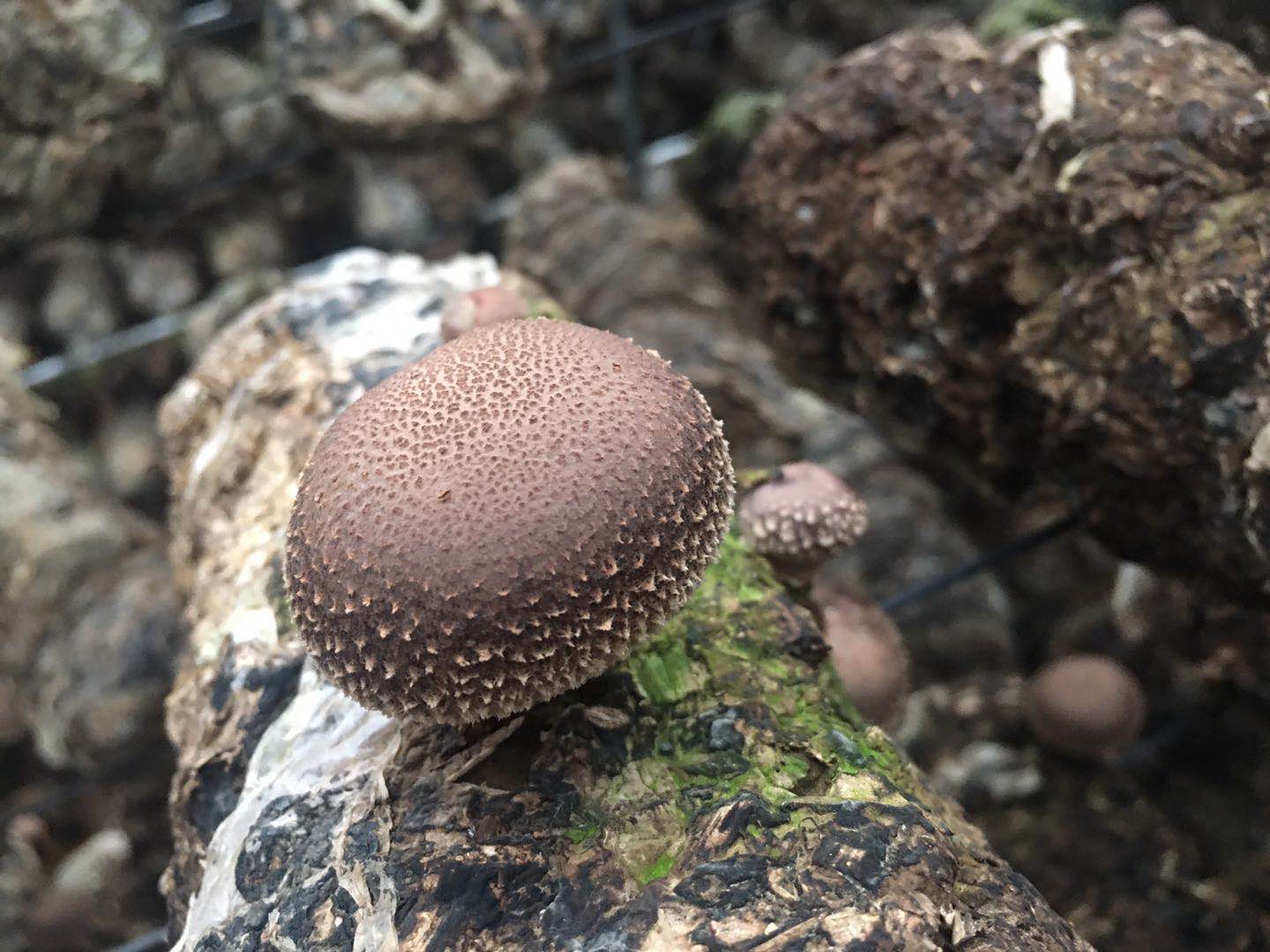 3人在家進食菇類後中毒求醫 目前情況穩定