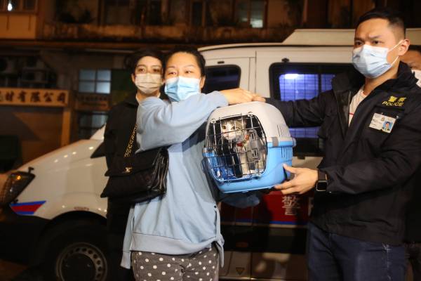 警方偵破深水埗偷貓案 「可樂」喜回主人懷抱