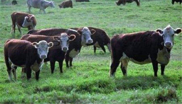 海關總署對阿根廷1牛肉企採取緊急預防性措施