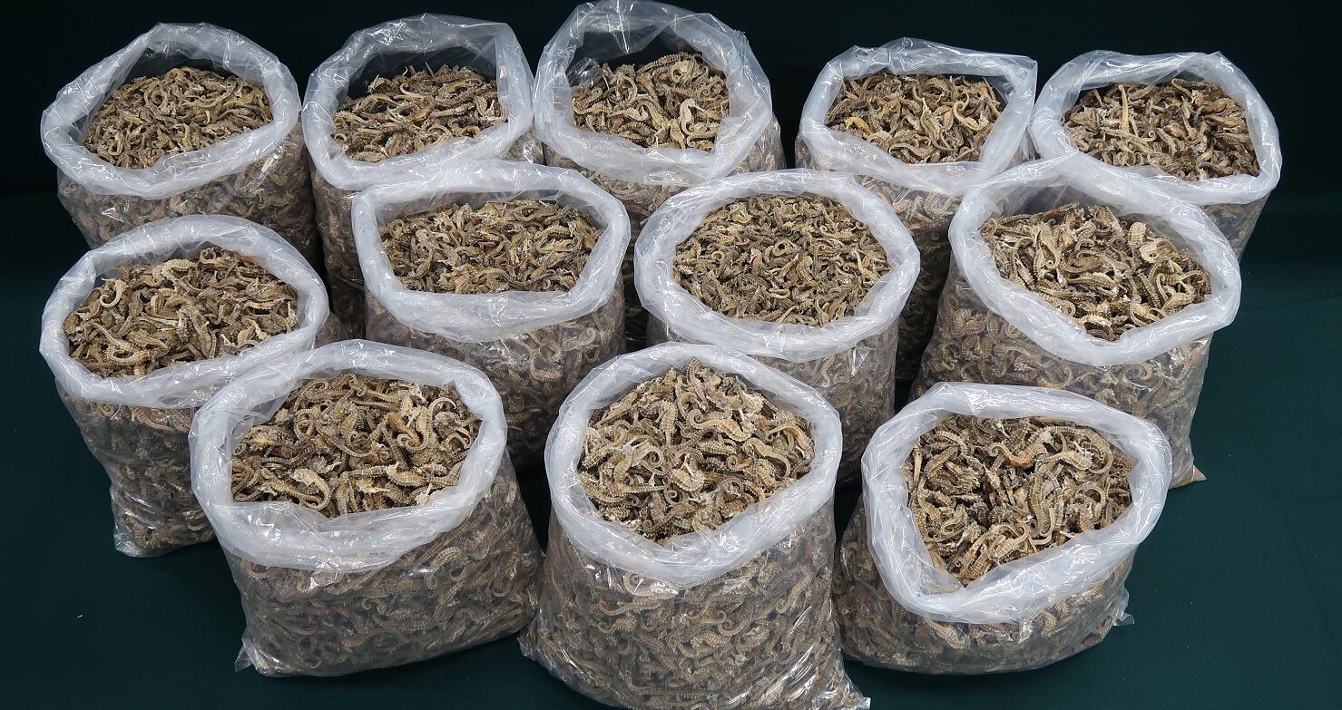 海關檢獲約75公斤懷疑受管制乾海馬 拘1人