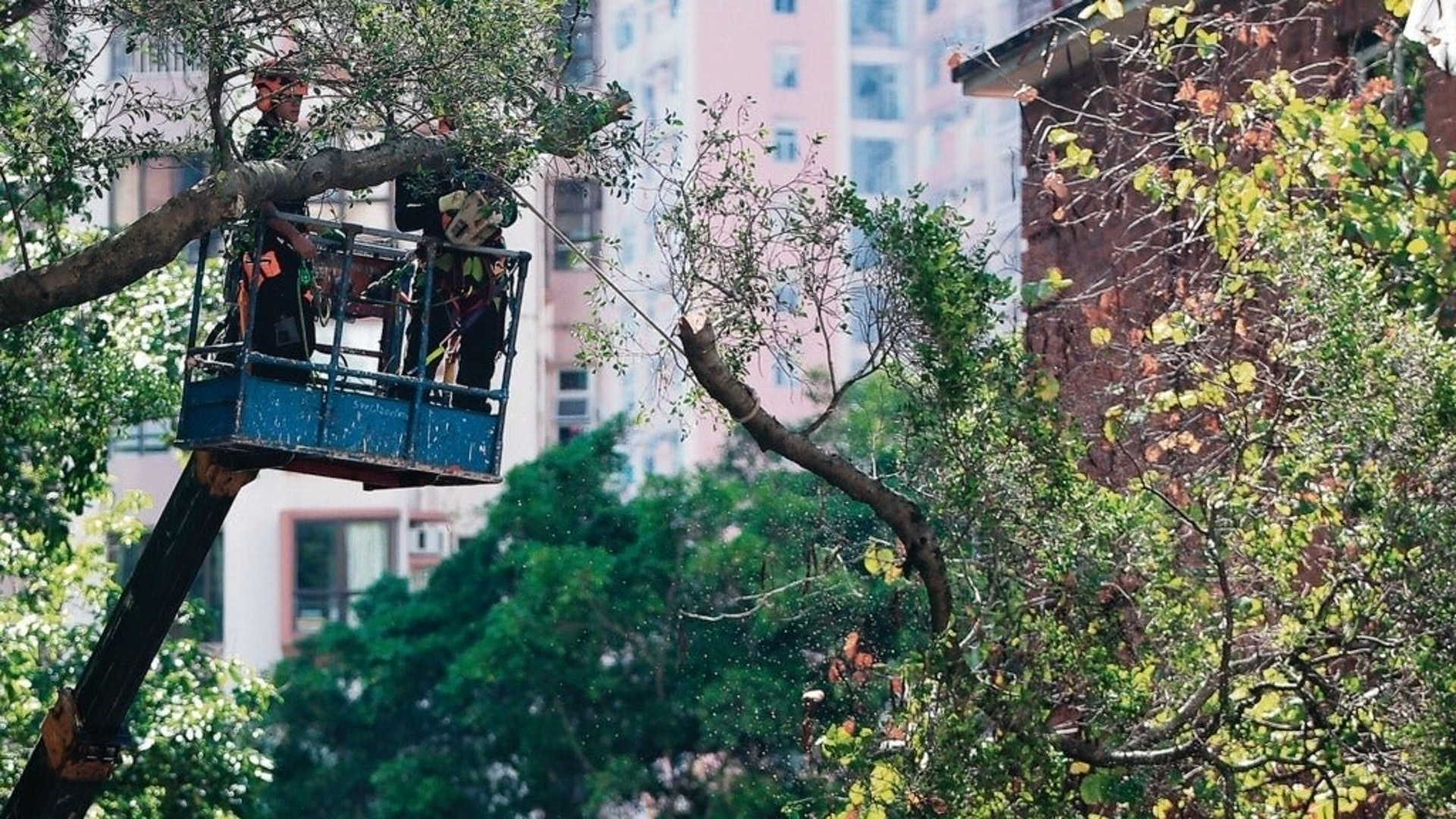 發展局公布樹木管理人員註冊制度開始接受申請