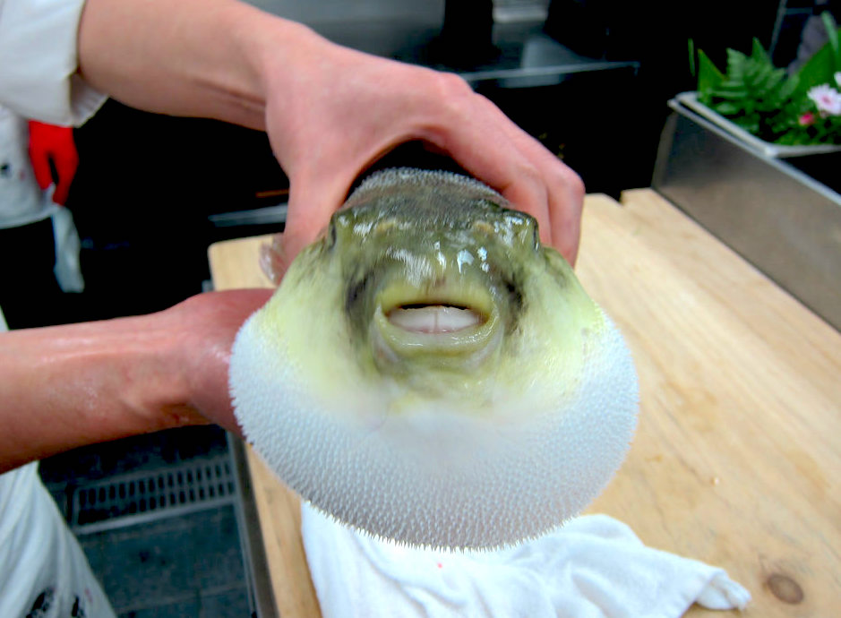 衞生防護中心公布調查一宗懷疑進食河豚引致中毒個案