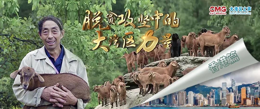 脫貧攻堅丨港資助「亞洲第一羊」走出巴蜀大山
