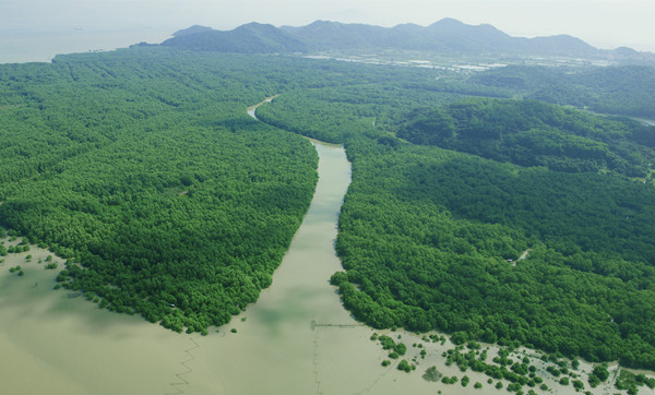 粵計劃5年營造紅樹林5500公頃 