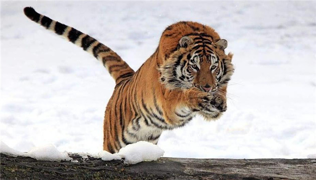 吉林大興溝林區首次拍攝到野生東北虎實體影像