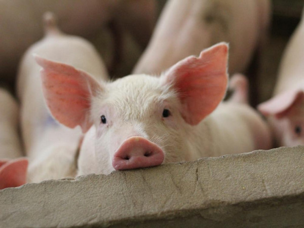 島內開放萊豬進口在即 豬肉攤販歎生意減少1/3