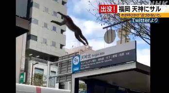 馬騮突現福岡鬧市 警方展開圍捕