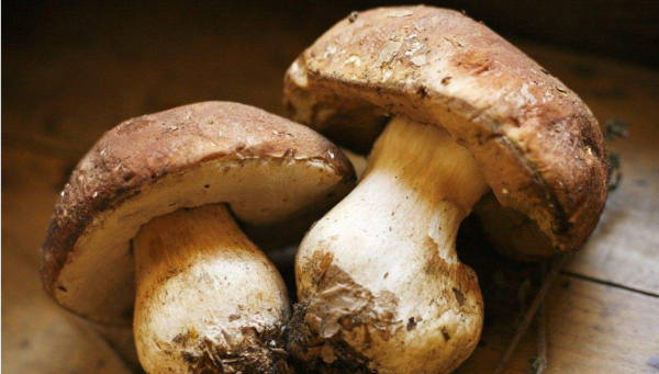 紅磡「聯興記」出售牛肝菌滲毒菇 食安中心呼籲市民停食用