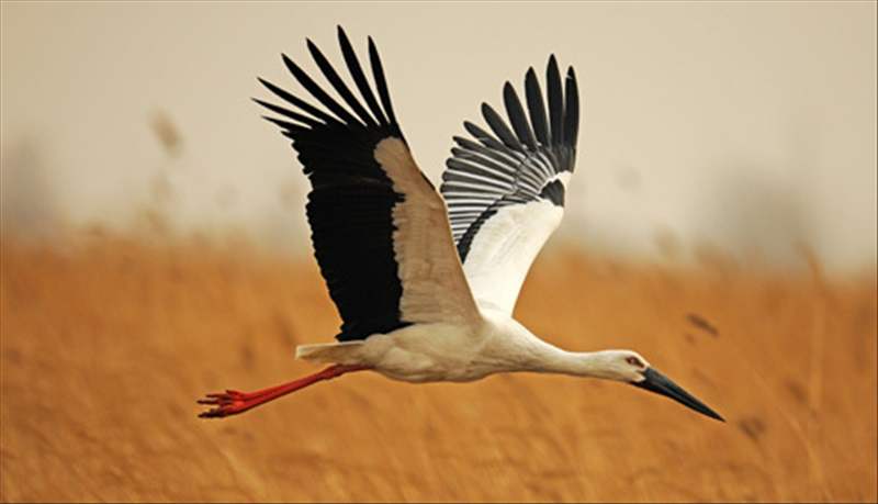 天津31隻東方白鸛死亡 排除禽流感和人為投毒