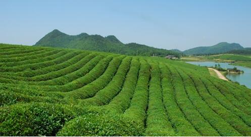 貴州立法禁止茶樹種植基地使用化學除草劑
