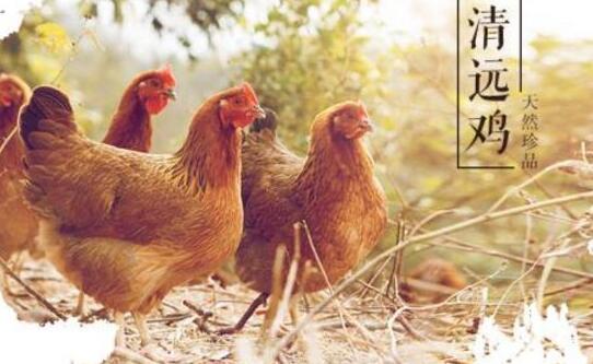 【中國減貧故事】上國宴餐桌進英國王室 僑鄉清遠舌尖上走出脫貧路