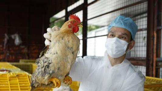 日本禽流感疫情擴大到6個縣