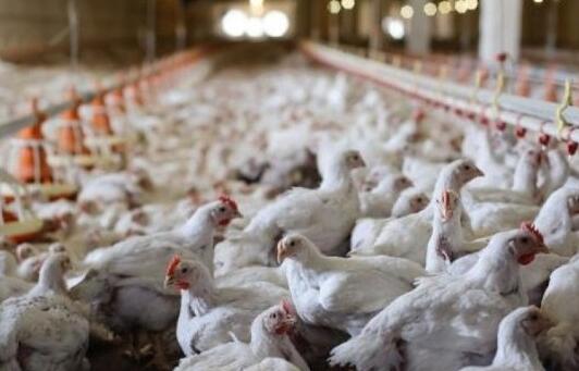 食安中心宣布暫停進口韓國、烏克蘭及日本部分地區的禽肉及禽類產品