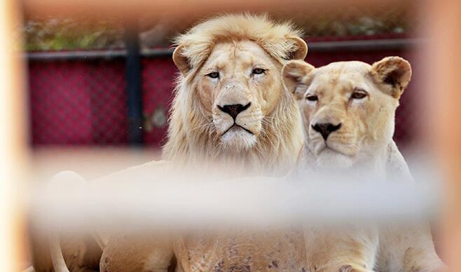外媒：西班牙動物園四頭獅子新冠檢測呈陽性