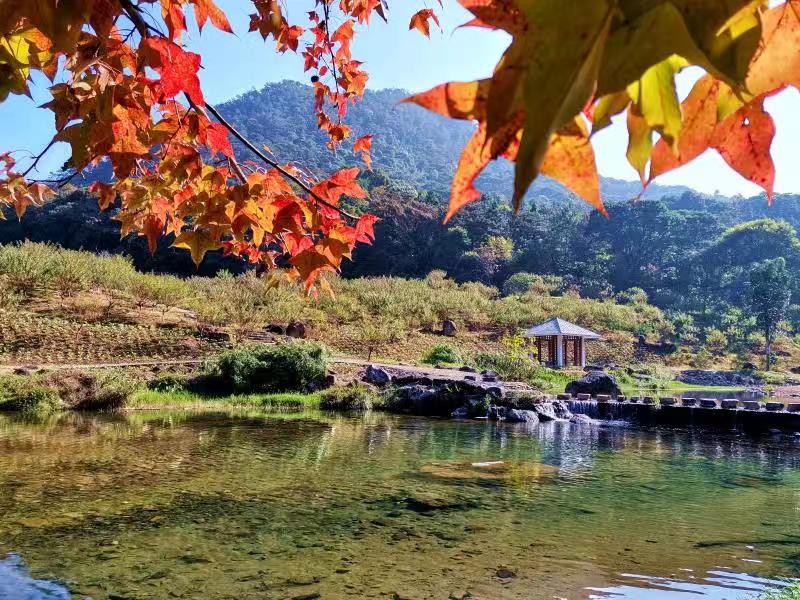 廣州市石門國家森林公園第十八屆紅葉觀賞節10日開幕