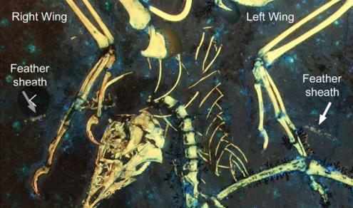 港大教授研究發現始祖鳥最早換羽紀錄