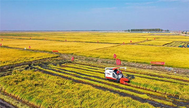 袁隆平的雜交水稻 印在這個國家的貨幣上