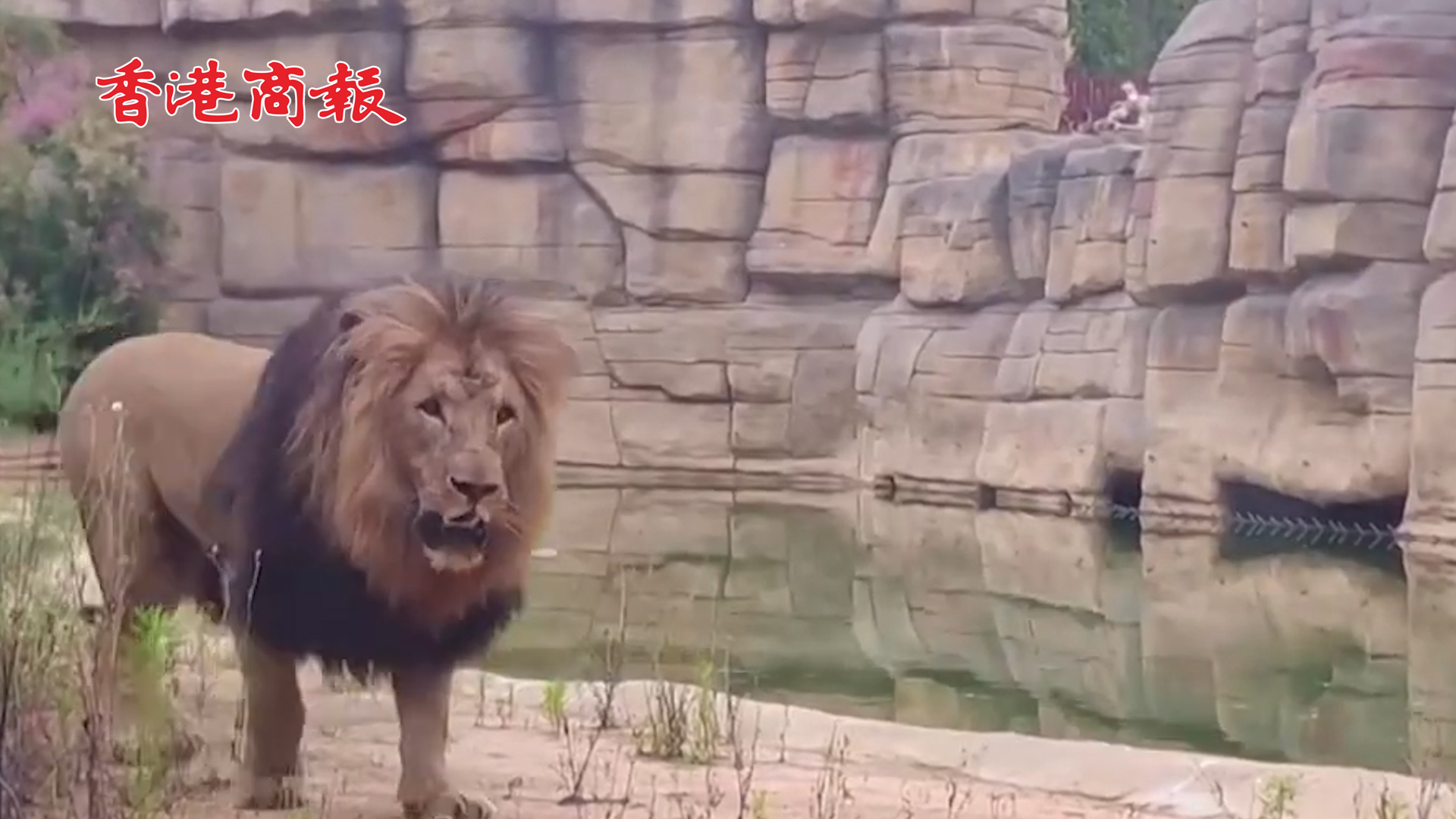 有片丨西班牙動物園四頭獅子感染新冠病毒 症狀類似流感