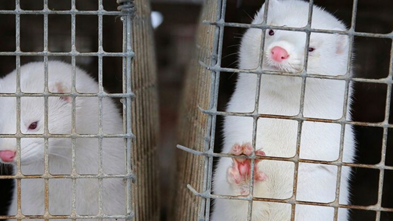 希臘11個水貂養殖場出現新冠肺炎疫情