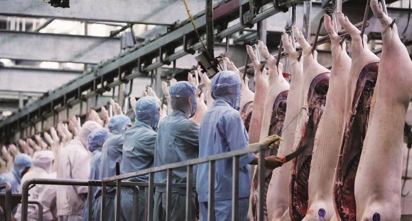 生豬期貨上市在即 大商所就合約及規則公開徵求意見