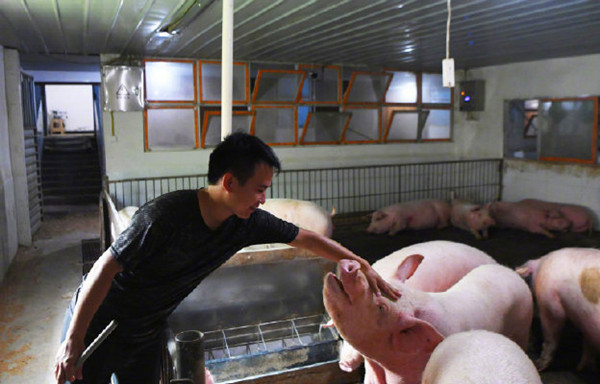 全國生豬生產已恢復到常年水平90%以上