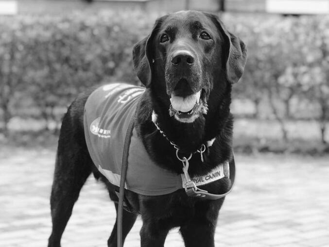 本港首隻導盲犬種犬Tovi因肺癌離世