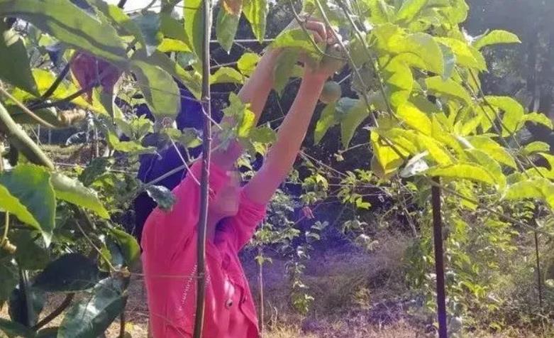 廣西「百香果女孩遇害案」今日再審