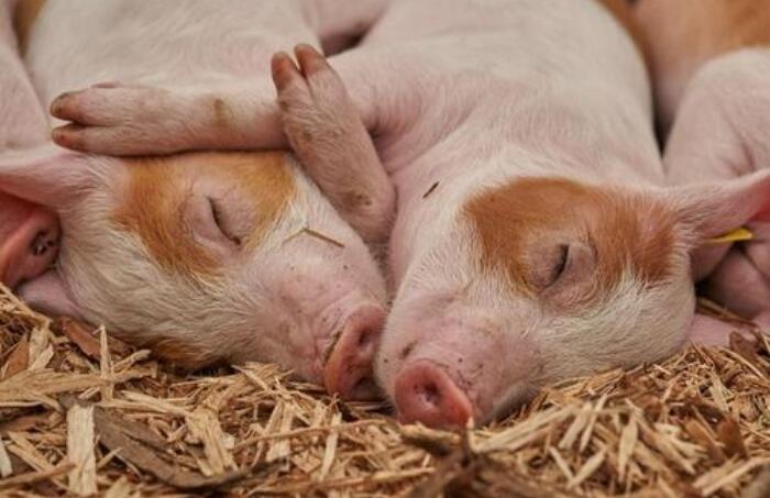 美國批准食用轉基因豬 並可用於生產藥品和器官移植