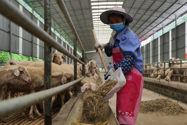 產業扶貧政策覆蓋98%貧困戶 人均純收入近萬元