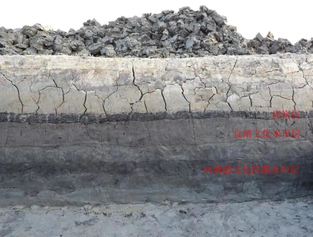 浙江餘姚發現大規模史前古稻田 或距今6000年以上