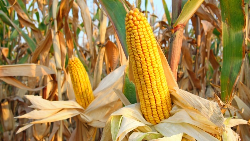 巴西接近達成向中國增加出口玉米協議