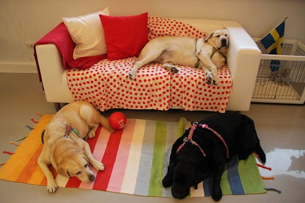 北市府抽查131家寵物業者 5件違法罰46萬