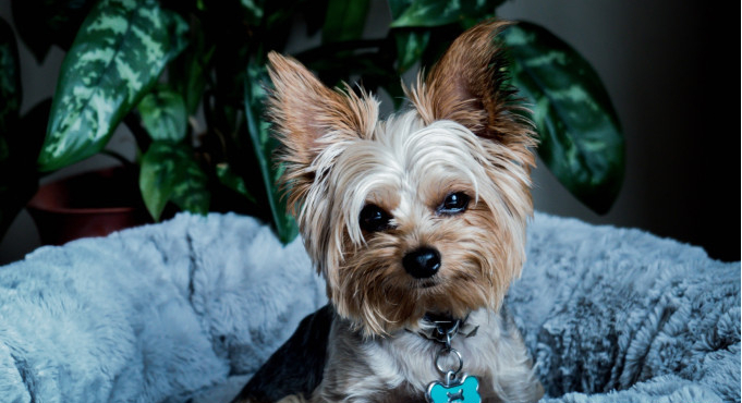 一狗隻樣本新冠病毒呈陽性 飼主為確診個案密接者