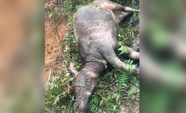 陽明山水牛持續不明原因死亡