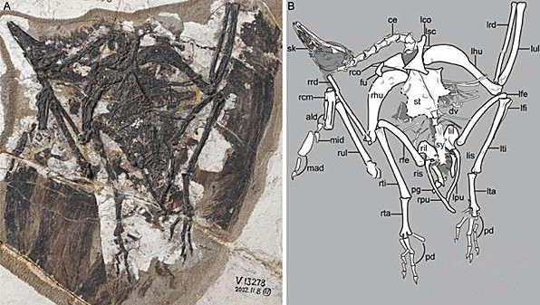 中國研究發現1.2億年前今鳥型類燕鳥科兩個新屬種