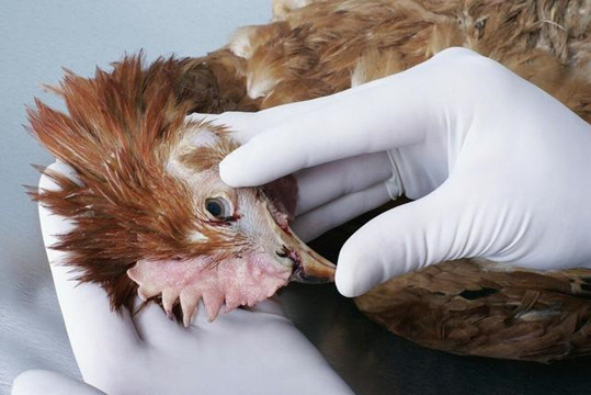 湖南寧遠一人被確診感染H5N6禽流感 當地活禽交易暫停