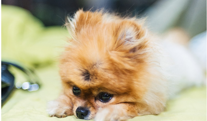 漁護署：深井松鼠狗樣本呈新冠病毒陽性反應