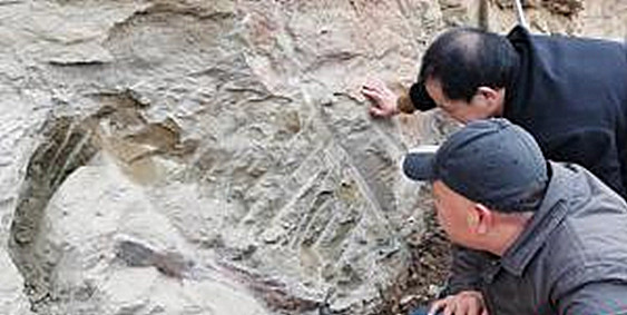 四川自貢發現距今約1.6億年恐龍化石