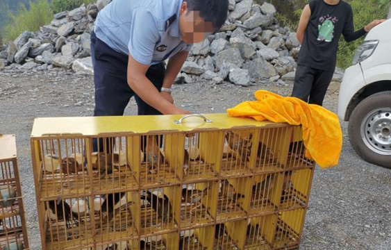 兩高兩部：依法嚴厲打擊非法獵捕、殺害野生動物犯罪