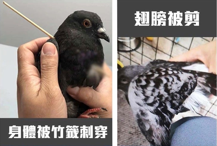 將軍澳現多宗殘酷對待野生白鴿案件  警方籲市民提供信息