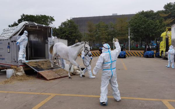 17匹「寶馬」廣州白雲機場口岸入境