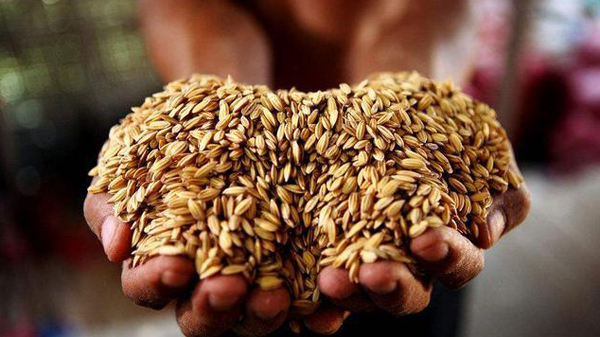 全球糧價上漲 14億中國人的「飯碗」會受影響嗎?